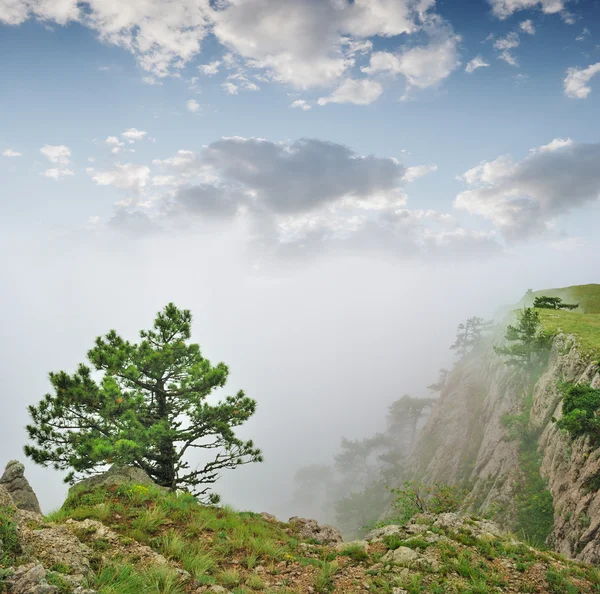 Paesaggio autunnale, albero nella nebbia — Foto Stock