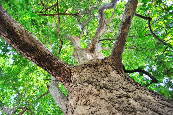 Paisaje, árbol en el cielo — Foto de Stock