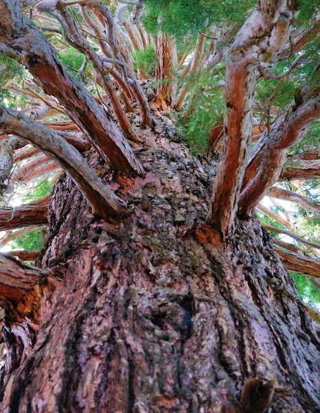 Τοπίο, δέντρο σε ουρανό — Φωτογραφία Αρχείου