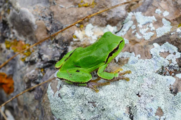 stock image Green frog sitting on a stone