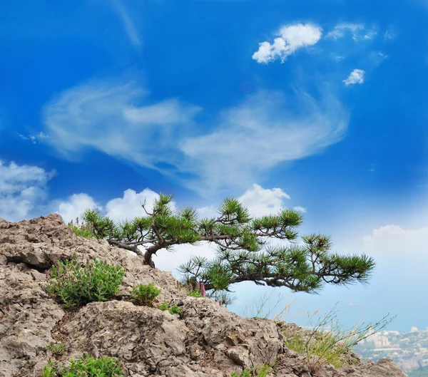 Красивое дерево в горах — стоковое фото