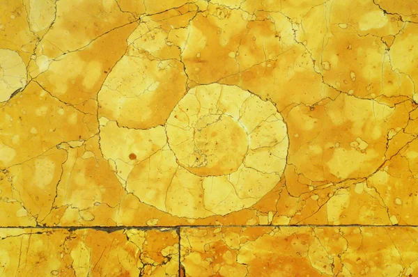 石の先史時代貝の化石の残骸 — ストック写真