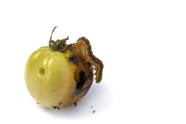 stock image Fruit vermin-creeping caterpillar