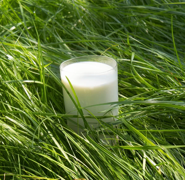 ताजे दूध ग्लास — स्टॉक फोटो, इमेज