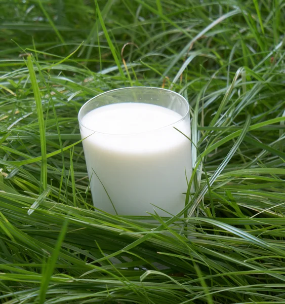 Egy pohár friss tej — Stock Fotó