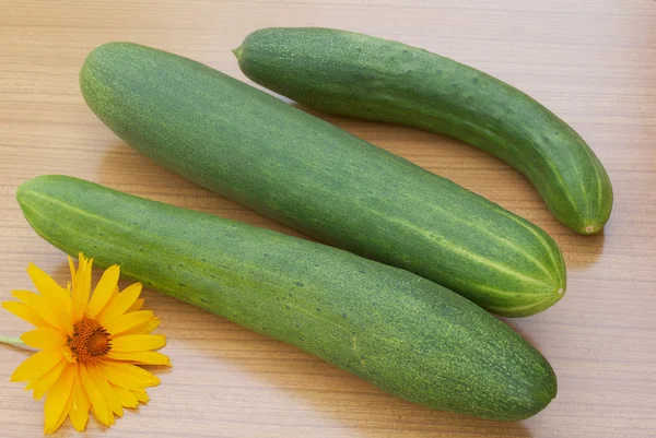 Smakelijk groene komkommer — Stockfoto
