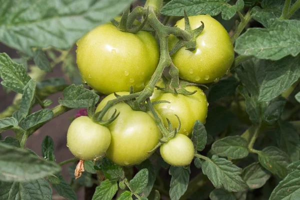 Groene tomaat — Stockfoto