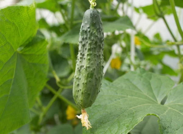 Cultivo de pepino y hortalizas — Foto de Stock