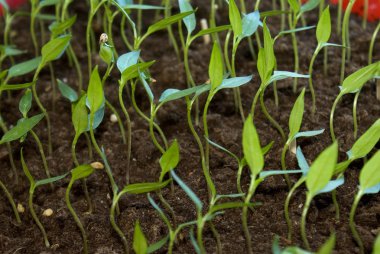 Sprouts of the bulgarian pepper in a fertile nutritious ground clipart