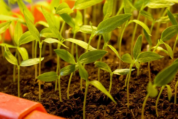 stock image Sprouts of the bulgarian pepper in a fertile nutritious ground