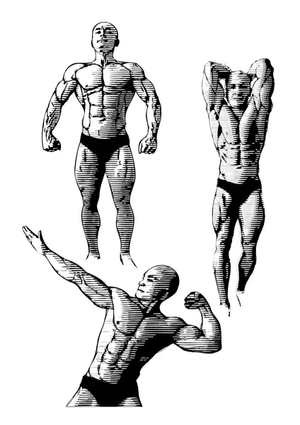 Trio di bodybuilding — Vettoriale Stock