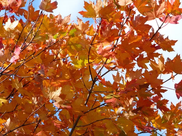 stock image Yellow foliage.