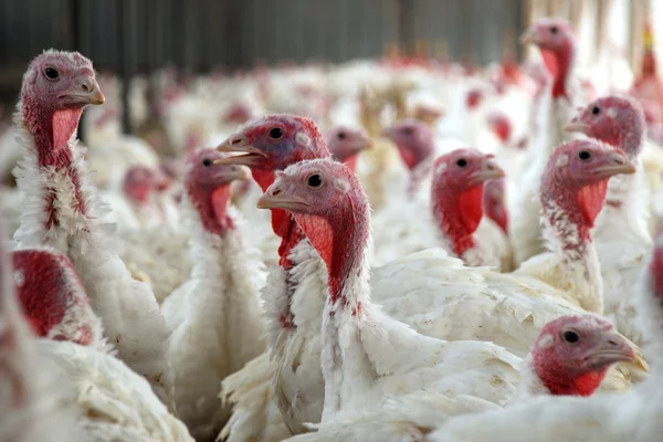 Flock of Turkeys — Stock Photo, Image