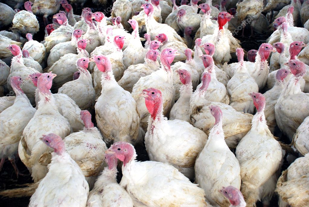 Flock of Turkeys at the farm