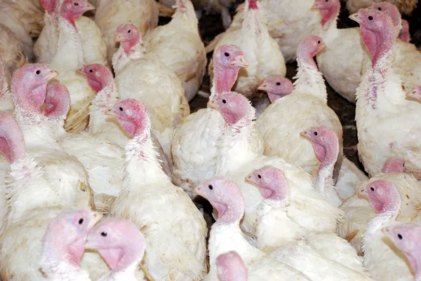 stock image Flock of Turkeys