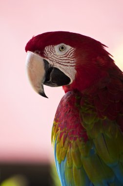 Colorful parrot. clipart