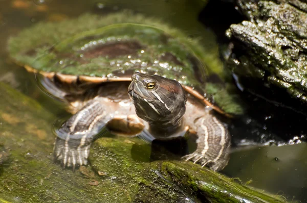 Freshwater turtle. — Stock Photo, Image