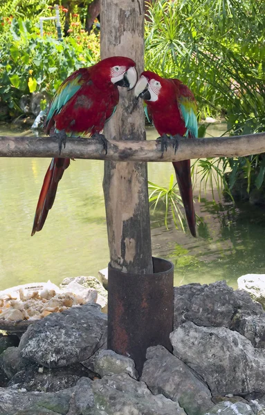 Deux perroquets colorés . — Photo