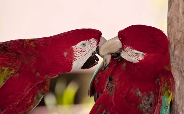 Два разноцветных попугая . — стоковое фото
