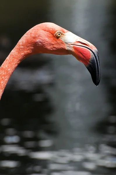 Pink flamingo. — Stock Photo, Image