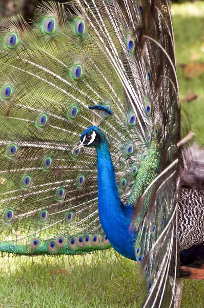 Färgglada peacock. — Stockfoto