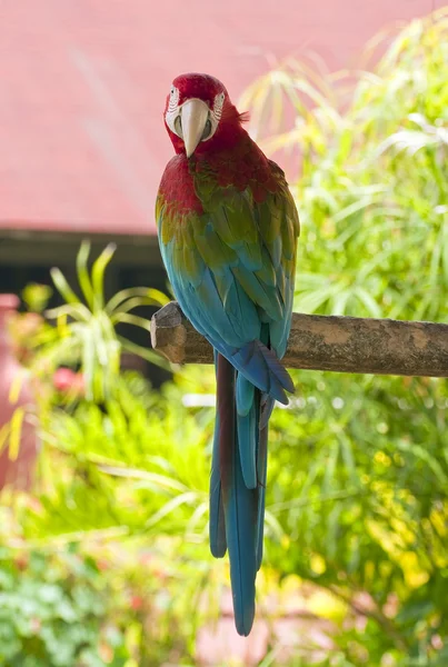 Perroquet coloré . — Photo