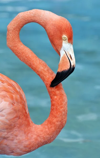 Roze flamingo. — Stockfoto