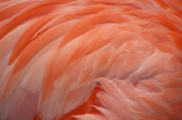 Penas de flamingo rosa . — Fotografia de Stock