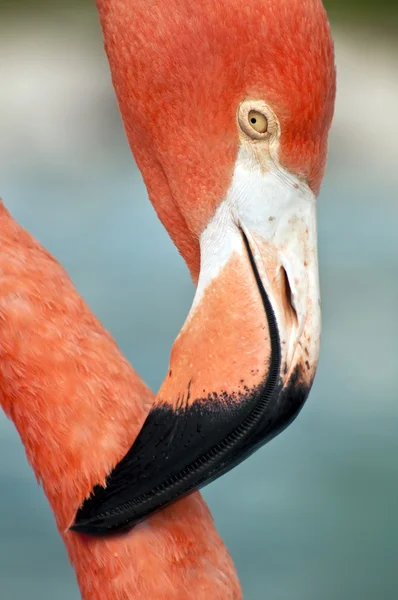 Flamingo rosa de cerca . — Foto de Stock