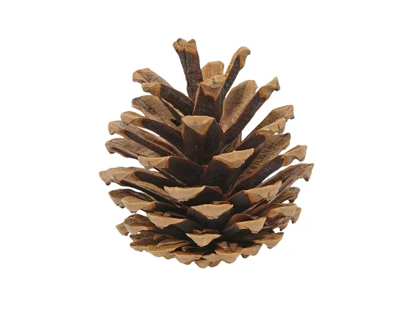 Fir cone. — Stock Photo, Image