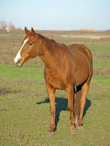 Un cavallo bruno . — Foto Stock