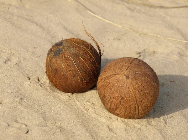 To kokosnødder . - Stock-foto
