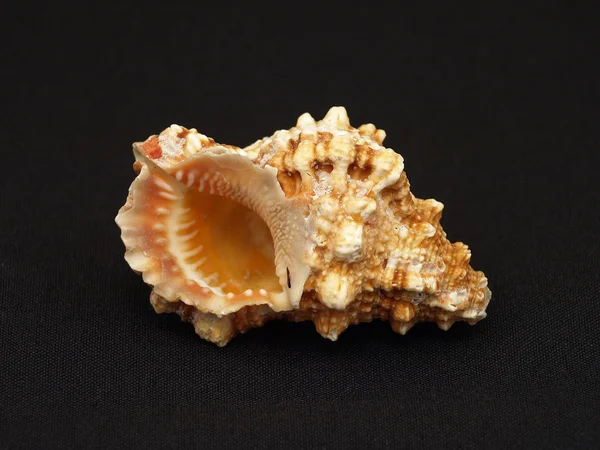 Seashell. — Stock Photo, Image