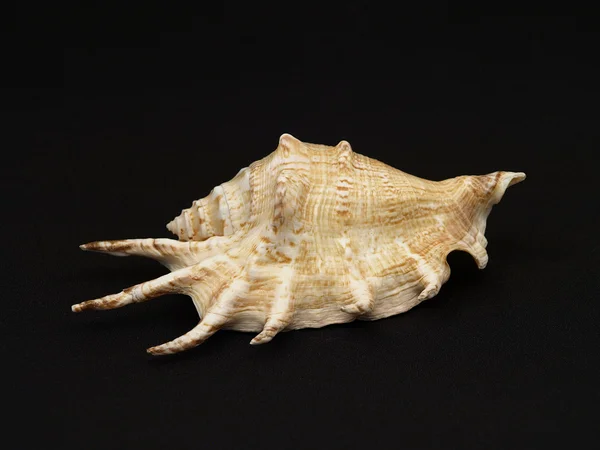 Seashell. — Stock Photo, Image
