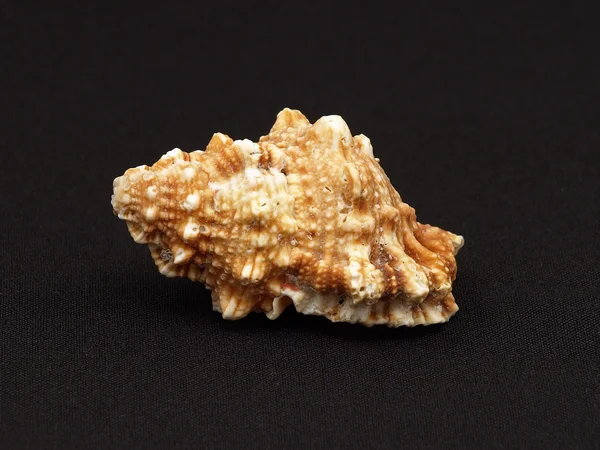 Seashell Uno Sfondo Stoffa Nera — Foto Stock