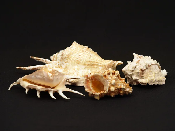 Seashells Uno Sfondo Stoffa Nera — Foto Stock