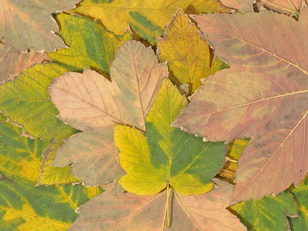 Sarı Sonbahar Akçaağaç Yaprakları Soyut Arka Plan Olarak Uygun — Stok fotoğraf