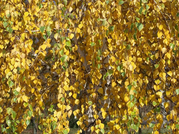 Sonbahar Sarı Birch Background Doku — Stok fotoğraf
