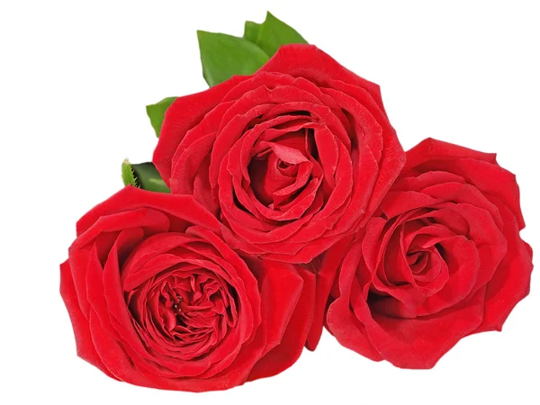 Tre röda rosor. — Stockfoto