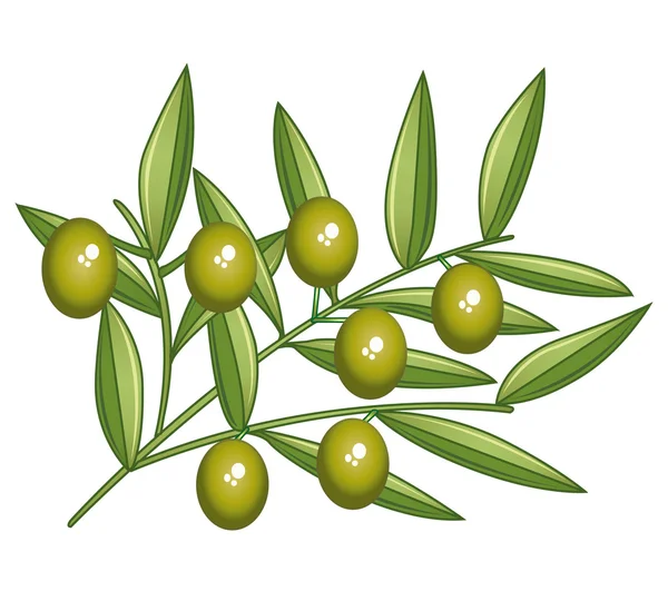 Ramo di olive verdi — Vettoriale Stock