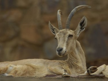 Nubian Dağ keçisi