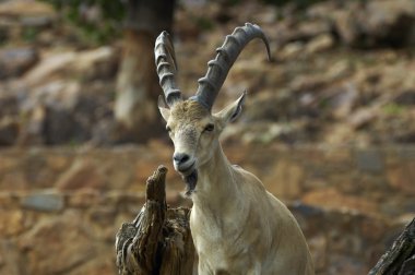 Nubian Dağ keçisi