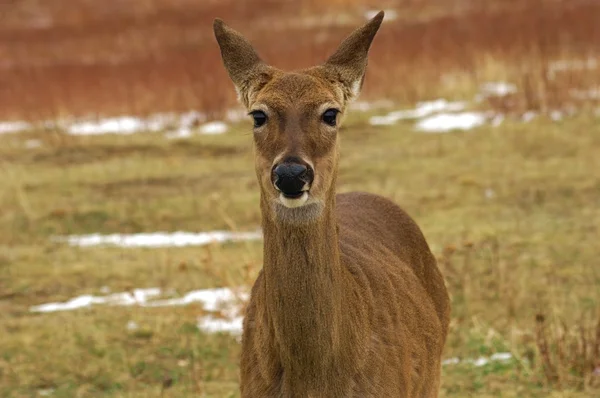 白尾鹿（Odocoileus virginianus）) — 图库照片