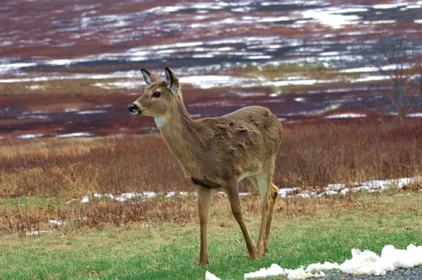 White-tailed deer (Odocoileus virginianus) — Stock Photo, Image
