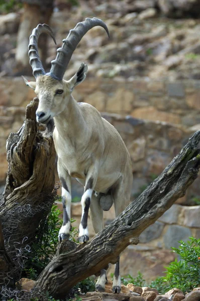 Núbio ibex — Fotografia de Stock