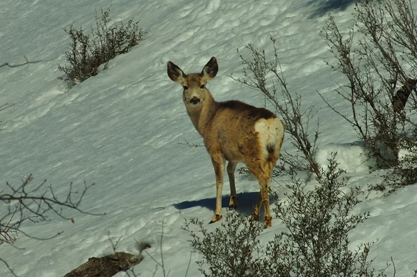 Mule deer — Stock Photo, Image