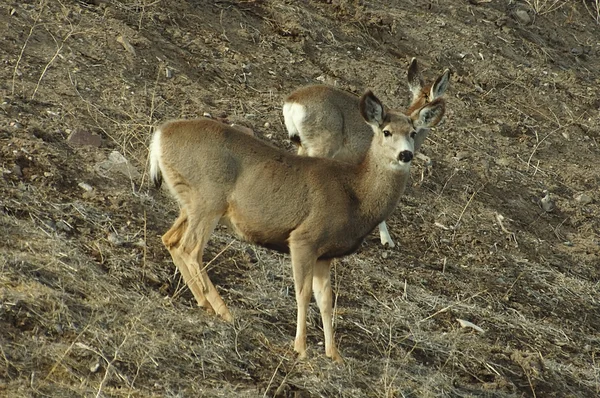 Mule deer — Stock Photo, Image