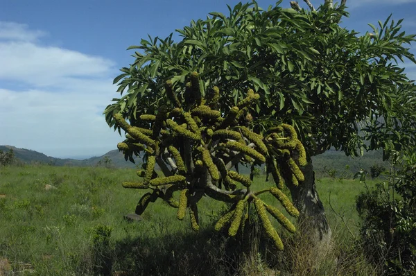 Рок капуста дерево (Cussonia natalensis) — стокове фото