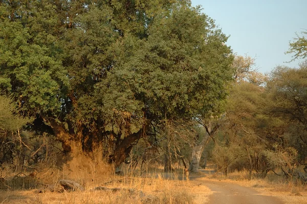 Nyala дерево — стокове фото