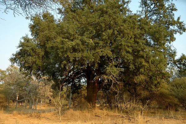 Skalní zelí strom (Cussonia natalensis) — Stock fotografie